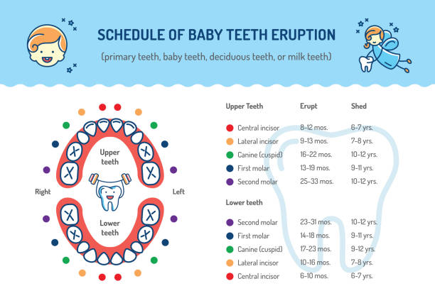 Schedule Of Baby Teeth Eruption